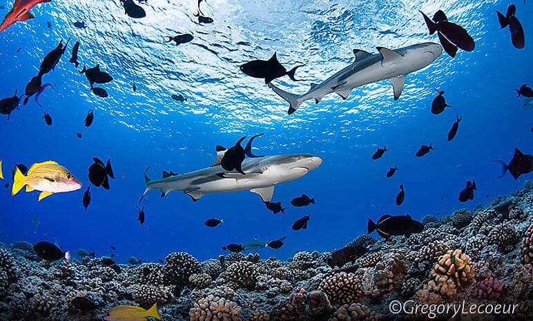 More Tuamotus & Society Islands @Gregory Lecoeur