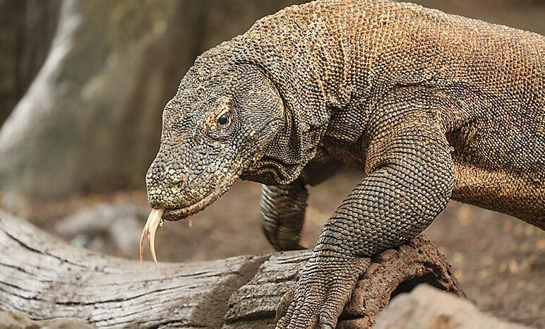 Crossing Oceania: Fiji to Bali 