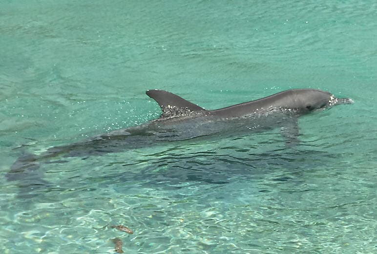 Dolphin watching expedition