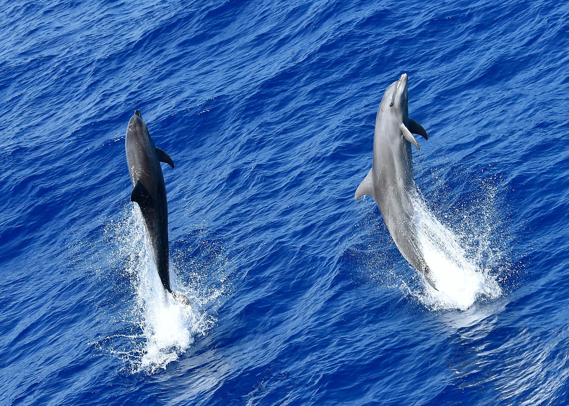 Polynesian Cooking Class