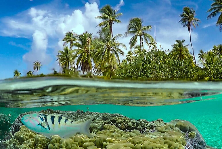 tonga_snorkel_underwater_dallons_drift5.jpg